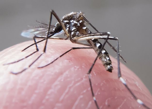 Mosquito Aedes Aegypti, transmissor da dengue